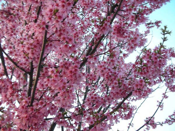 Quick Fish cherry blossom 3